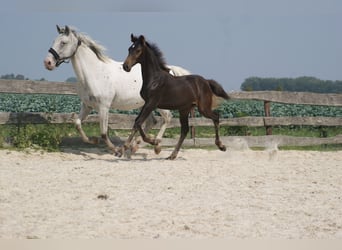 Knabstrup, Mare, 13 years, 14,2 hh, Leopard-Piebald