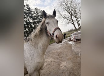 Knabstrup, Mare, 13 years, 14,2 hh, Leopard-Piebald