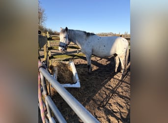 Knabstrup, Mare, 13 years, 14,2 hh, Leopard-Piebald