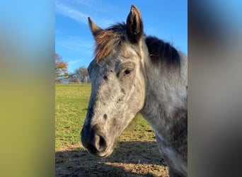 Knabstrup, Mare, 13 years, 14,3 hh, Leopard-Piebald