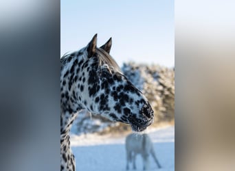 Knabstrup, Mare, 14 years, 15,2 hh, Leopard-Piebald