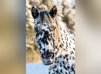 Knabstrup, Mare, 14 years, 15,2 hh, Leopard-Piebald