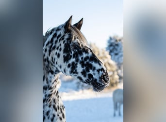 Knabstrup, Mare, 14 years, 15,2 hh, Leopard-Piebald