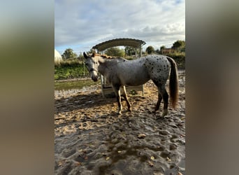 Knabstrupper, Stute, 15 Jahre, 14,1 hh, Tigerschecke