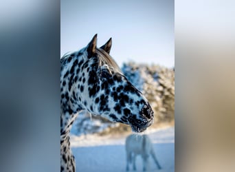 Knabstrup, Mare, 15 years, 15.2 hh, Leopard-Piebald