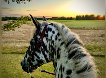 Knabstrup, Mare, 15 years, 15,2 hh, Leopard-Piebald