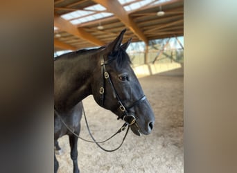 Knabstrup Mix, Mare, 16 years, 16 hh, Smoky-Black