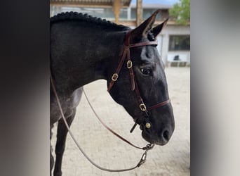 Knabstrup Mix, Mare, 16 years, 16 hh, Smoky-Black