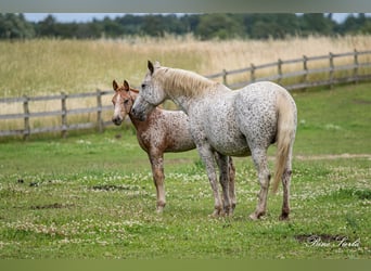 Knabstrup, Mare, 18 years, 14.1 hh, Leopard-Piebald