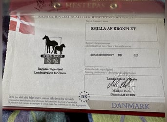 Knabstrup, Mare, 18 years, 14.1 hh, Leopard-Piebald