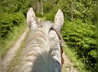 Knabstrup, Mare, 18 years, 14.1 hh, Leopard-Piebald