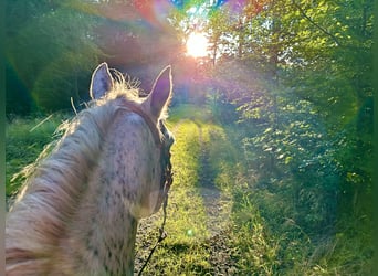 Knabstrup, Mare, 18 years, 14,1 hh, Leopard-Piebald