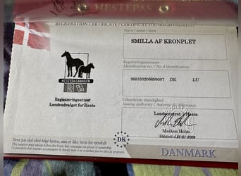 Knabstrup, Mare, 18 years, 14,1 hh, Leopard-Piebald