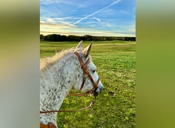 Knabstrup, Mare, 18 years, 14,1 hh, Leopard-Piebald