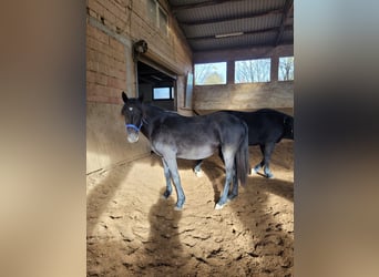 Knabstrup Mix, Mare, 1 year, 14.1 hh, Black