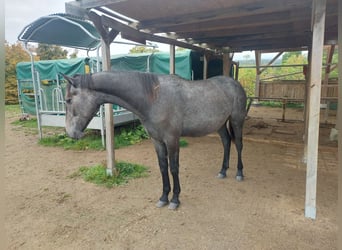 Knabstrup, Mare, 1 year, 14.2 hh, Can be white