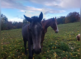 Knabstrup, Mare, 1 year, 14,2 hh, Can be white