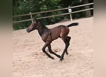 Knabstrup, Mare, 1 year, 14,2 hh, Can be white