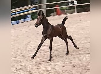 Knabstrup, Mare, 1 year, 14,2 hh, Can be white