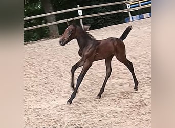 Knabstrup, Mare, 1 year, 14,2 hh, Can be white