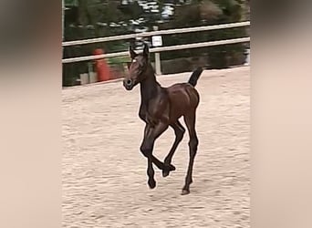Knabstrup, Mare, 1 year, 14,2 hh, Can be white