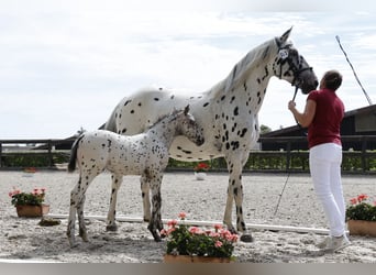 Knabstrup, Mare, 1 year, 15,2 hh, Leopard-Piebald