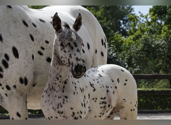 Knabstrup, Mare, 1 year, 15,2 hh, Leopard-Piebald