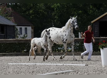 Knabstrup, Mare, 1 year, 15,2 hh, Leopard-Piebald