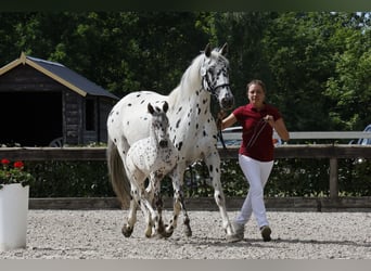 Knabstrup, Mare, 1 year, 15,2 hh, Leopard-Piebald