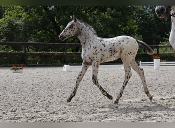 Knabstrup, Mare, 1 year, 15,2 hh, Leopard-Piebald