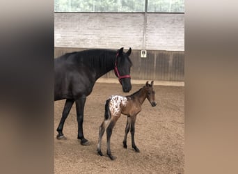 Knabstrup Mix, Mare, 1 year, 15,2 hh, Leopard-Piebald