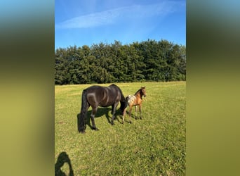 Knabstrup Mix, Mare, 1 year, 15,2 hh, Leopard-Piebald