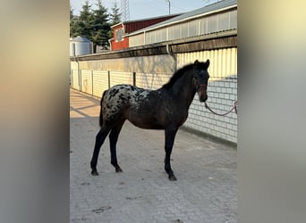 Knabstrup Mix, Mare, 1 year, 15,2 hh, Leopard-Piebald