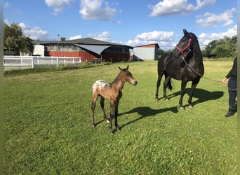 Knabstrup Mix, Mare, 1 year, 15,2 hh, Leopard-Piebald