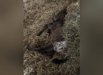 Knabstrup Mix, Mare, 1 year, 15,2 hh, Leopard-Piebald