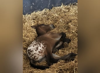 Knabstrup Mix, Mare, 1 year, 15,2 hh, Leopard-Piebald