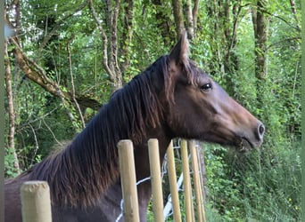 Knabstrup, Mare, 1 year, 16 hh, Bay-Dark