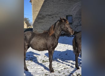 Knabstrup Mix, Mare, 1 year, 16 hh, Black