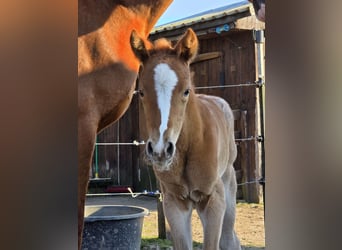 Knabstrup, Mare, 1 year, 16 hh, Leopard-Piebald