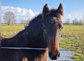 Knabstrup, Mare, 1 year, 16 hh, Smoky-Black