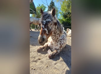 Knabstrup, Mare, 1 year, Leopard-Piebald