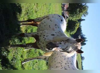 Knabstrup, Mare, 1 year, Leopard-Piebald