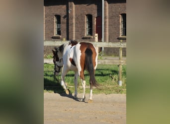 Knabstrup, Mare, 2 years, 15,1 hh, Overo-all-colors