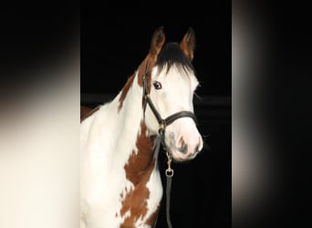 Knabstrup, Mare, 2 years, 15,1 hh, Overo-all-colors