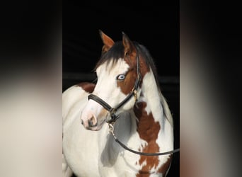 Knabstrup, Mare, 2 years, 15,1 hh, Overo-all-colors