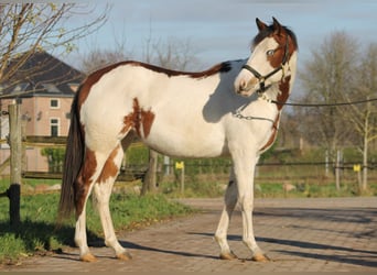 Knabstrup, Mare, 2 years, 15,1 hh, Overo-all-colors