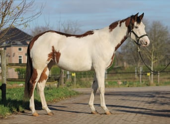 Knabstrup, Mare, 2 years, 15,1 hh, Overo-all-colors