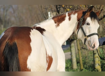 Knabstrup, Mare, 2 years, 15,1 hh, Overo-all-colors