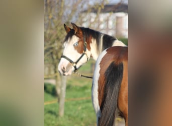 Knabstrup, Mare, 2 years, 15,1 hh, Overo-all-colors