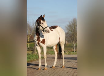 Knabstrup, Mare, 2 years, 15,1 hh, Overo-all-colors